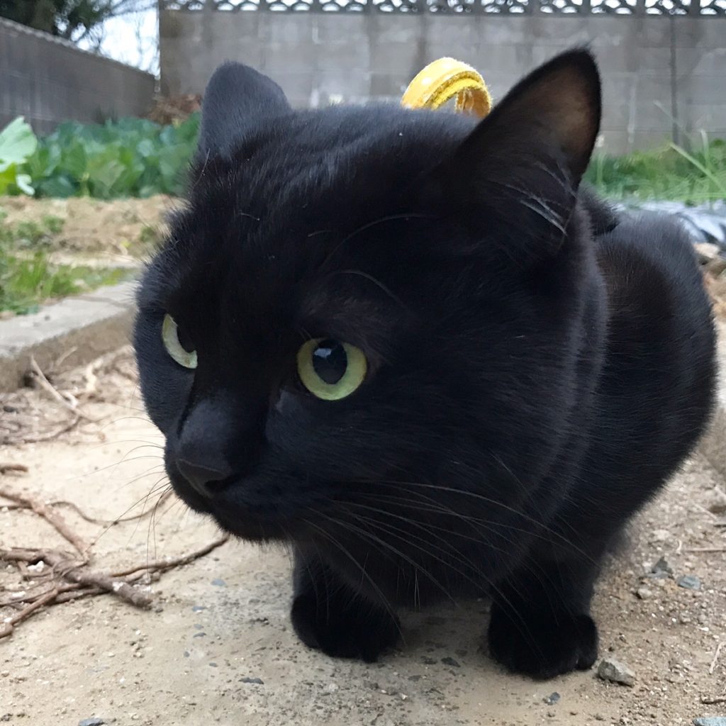 良い年をお過ごしください